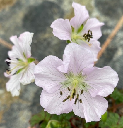Geranium farreri 